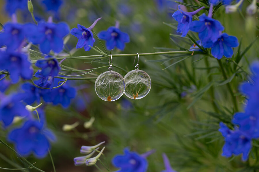 Auskari ar piecām pieneņu pūciņām (pēc pasūtījuma)